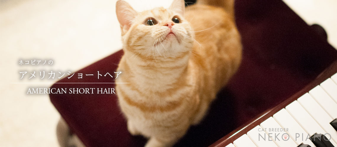 猫ブリーダーネコピアノのアメリカンショートヘア