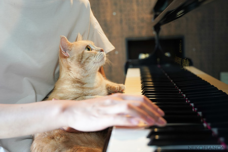 ピアノと猫写真