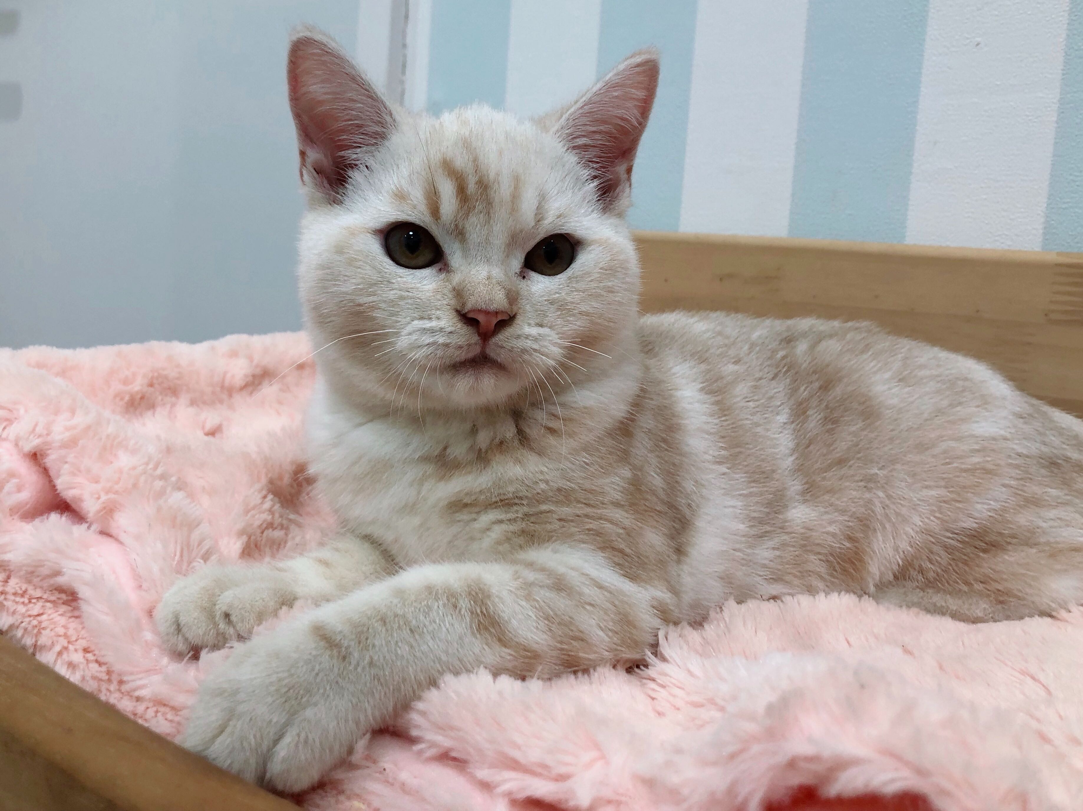 アメリカンショートヘア子猫