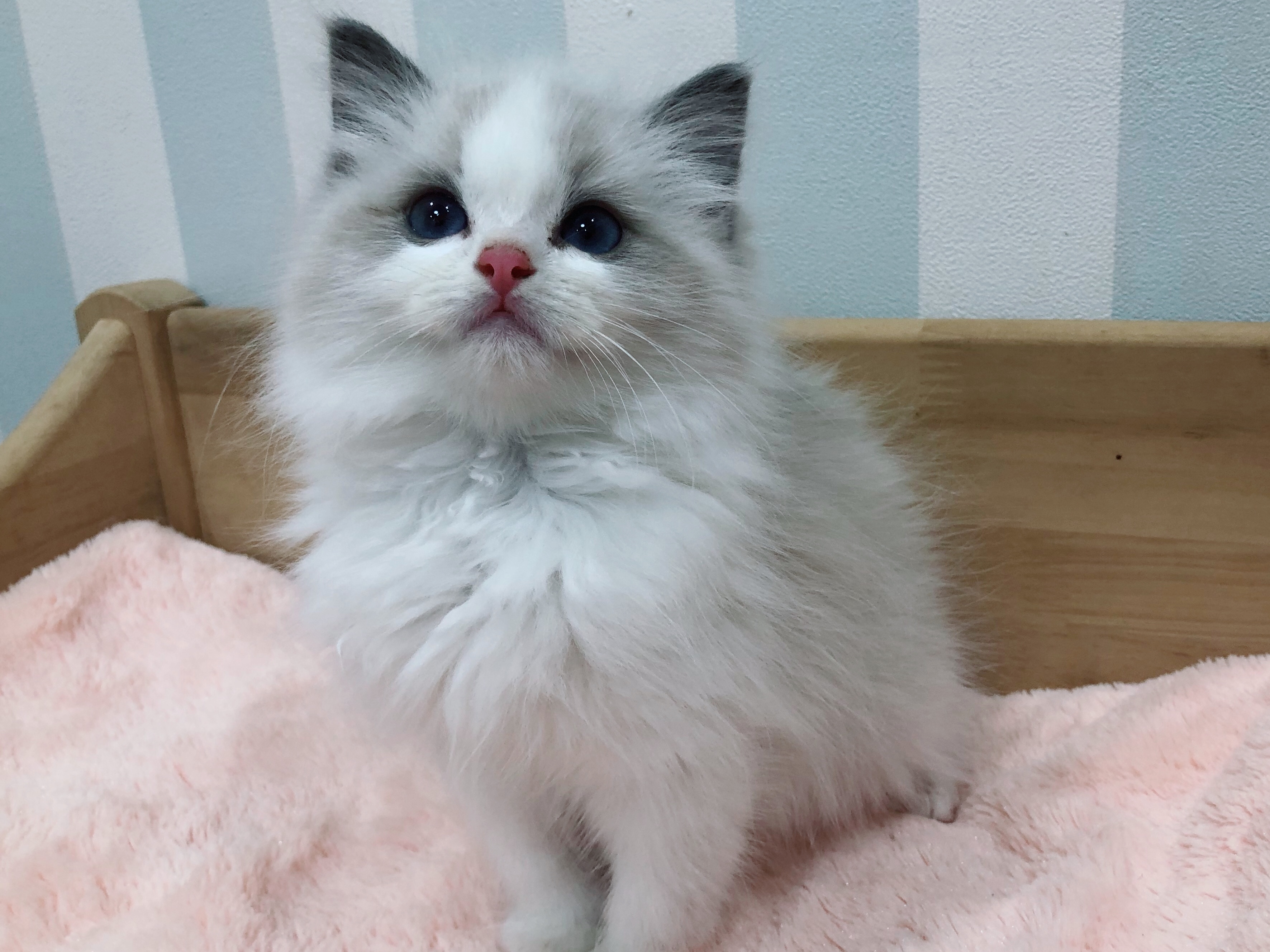 猫ブリーダーネコピアノのラグドール子猫
