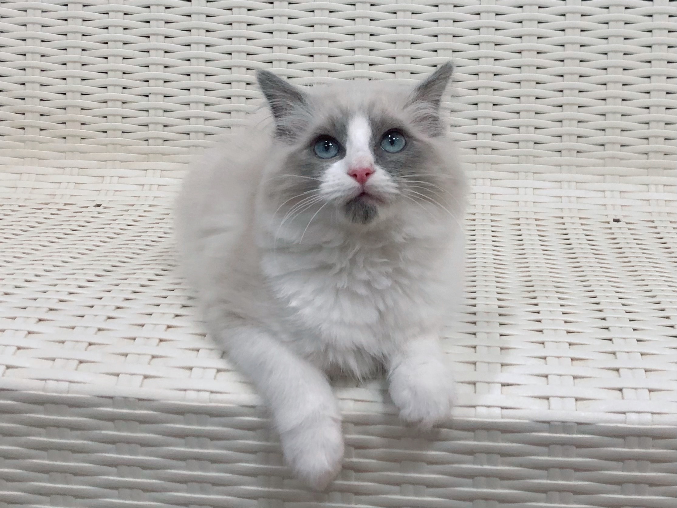 青目の灰色猫(2ヶ月以内で発送) ぬいぐるみ Stepping-Dogs 通販