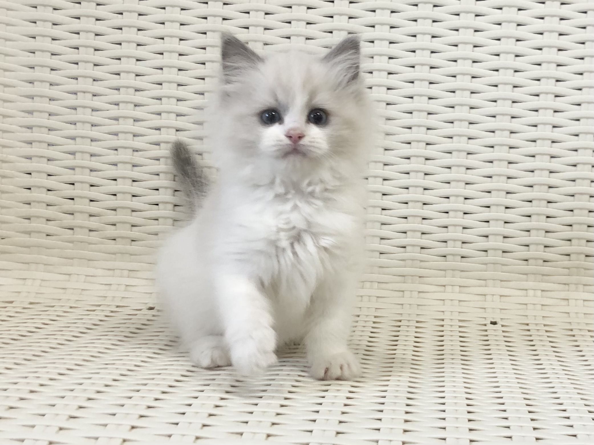 猫ブリーダーネコピアノのラグドール子猫