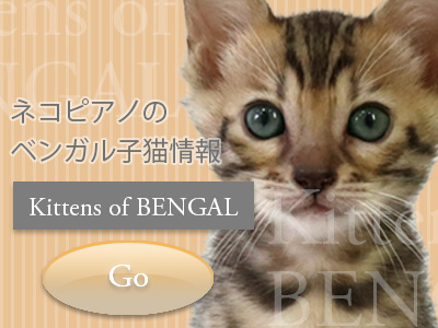 猫ブリーダーネコピアノのベンガル子猫情報