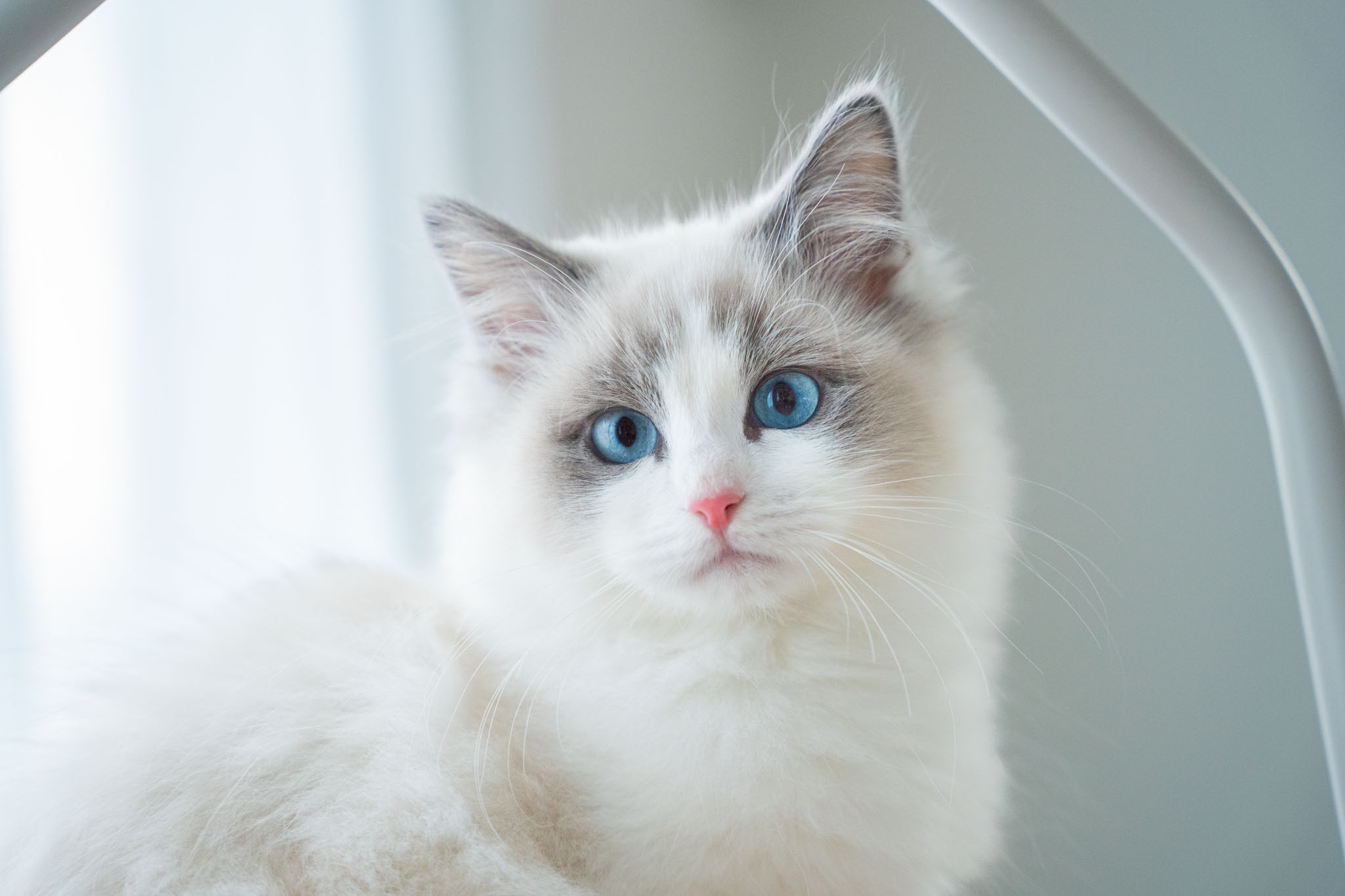 猫ブリーダーネコピアノのラグドール子猫