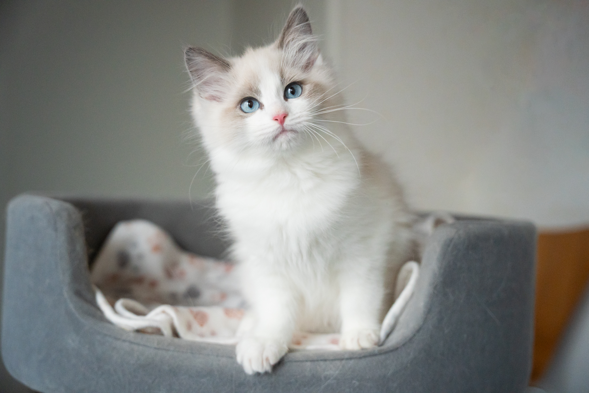 猫ブリーダーネコピアノのラグドール子猫