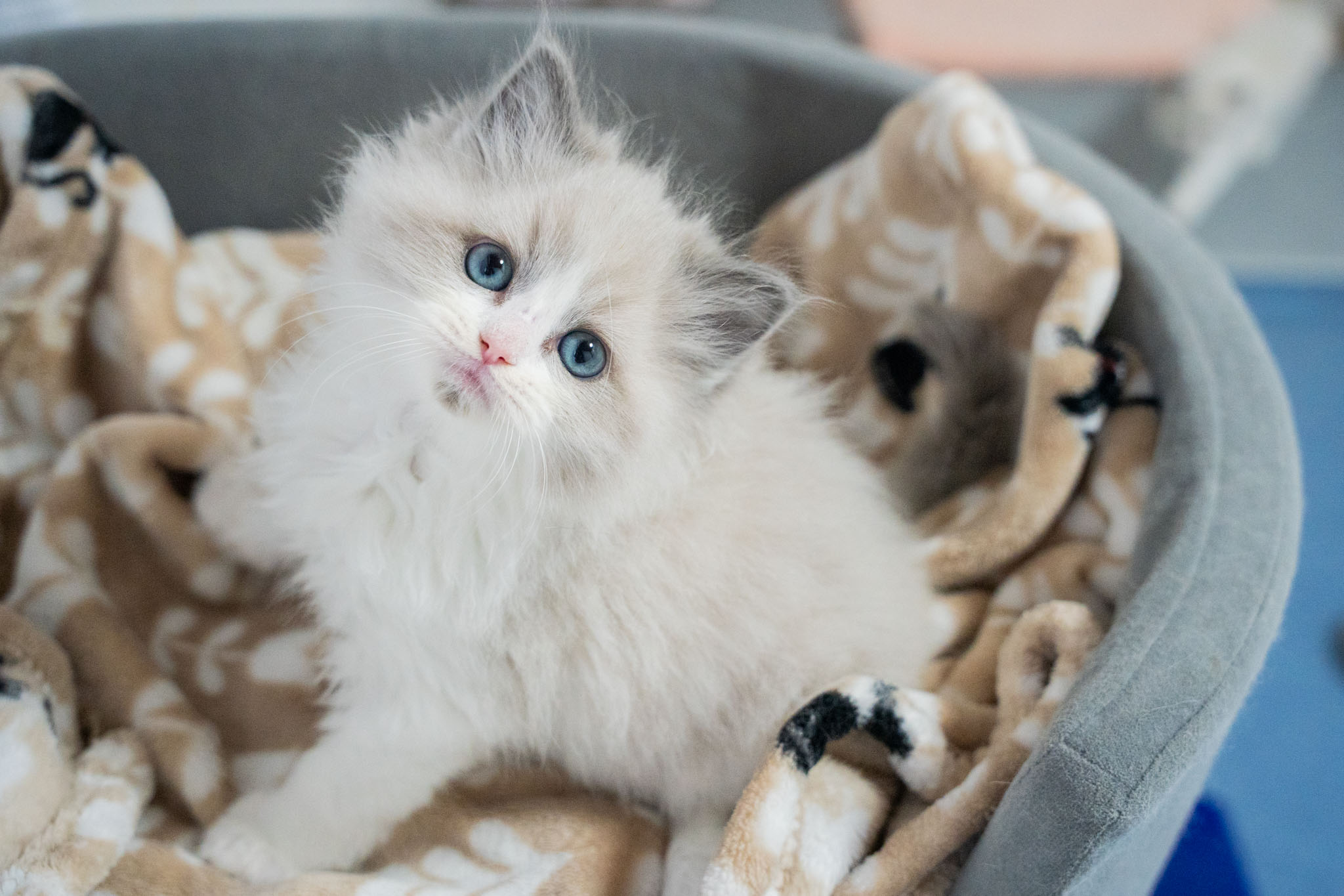 猫ブリーダーネコピアノのラグドール子猫