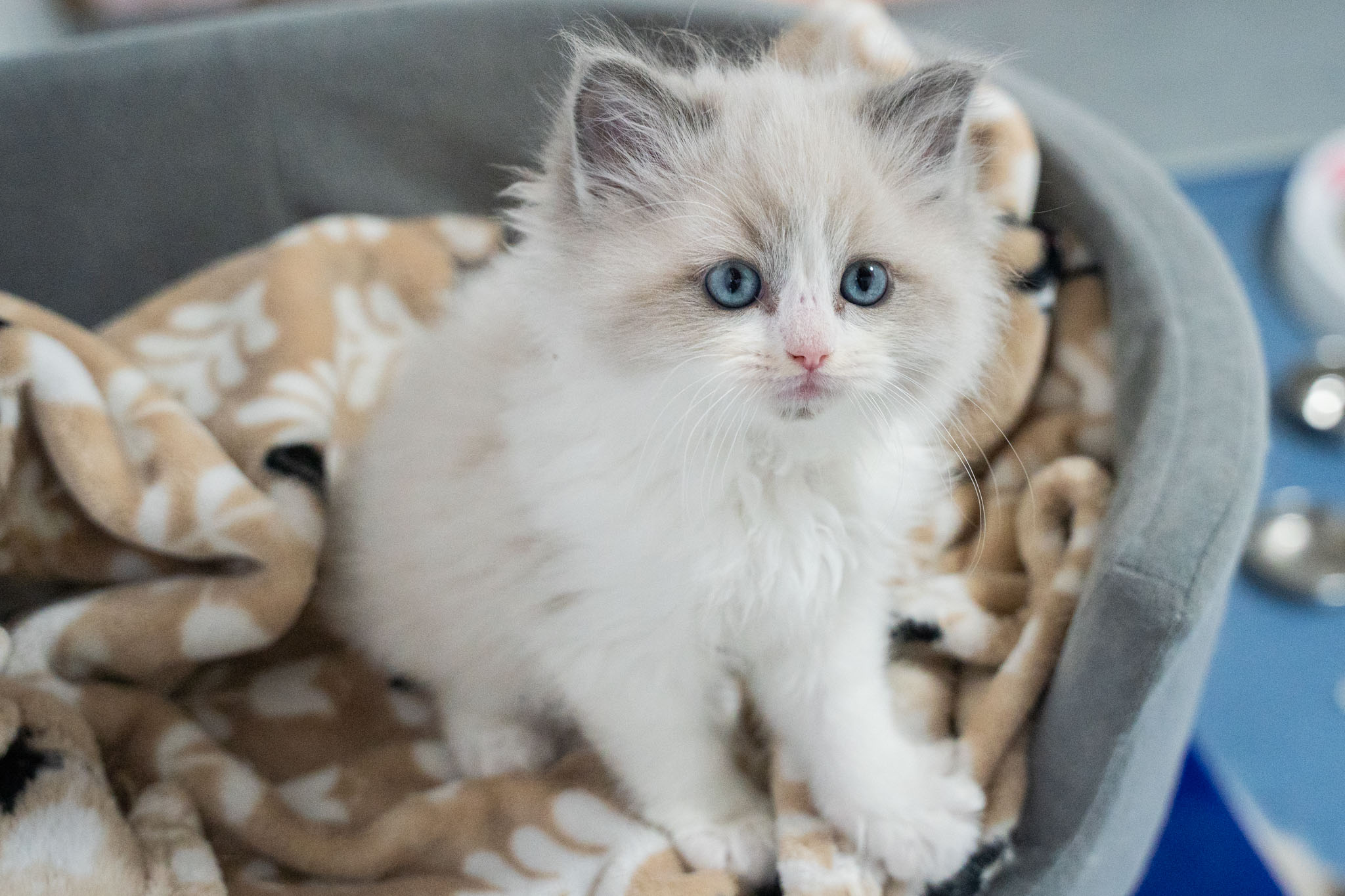 ラグドール子猫販売