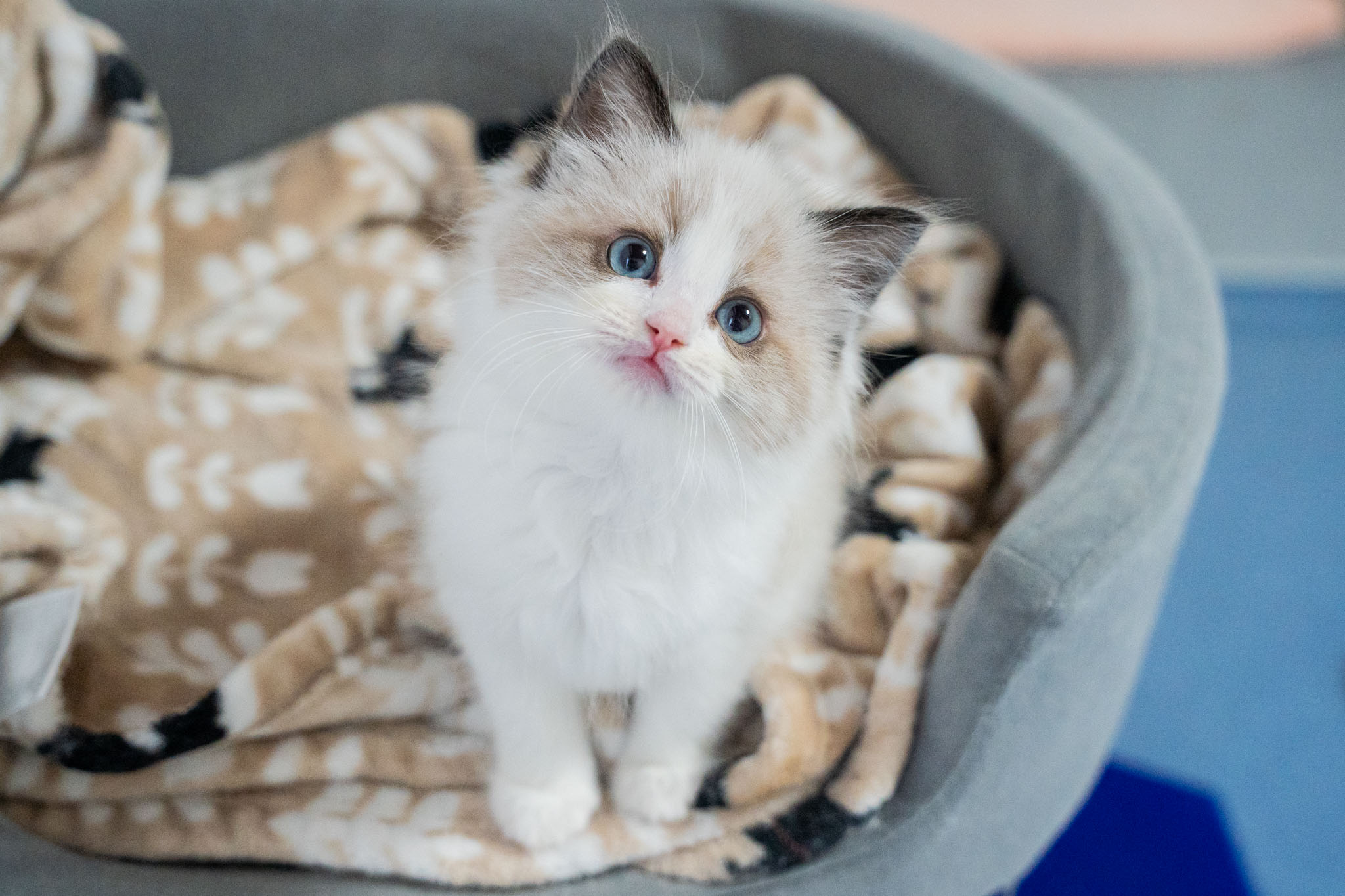 猫ブリーダーネコピアノのラグドール子猫