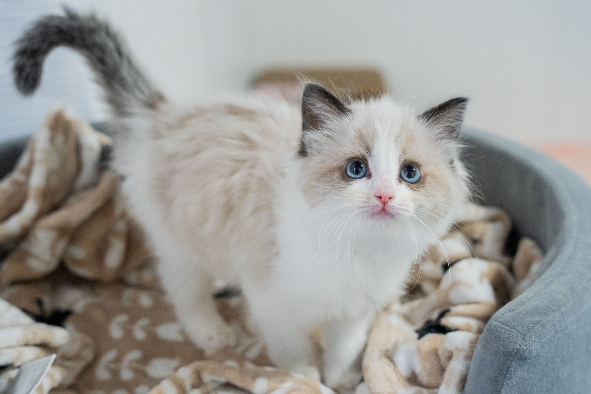 ラグドール子猫販売