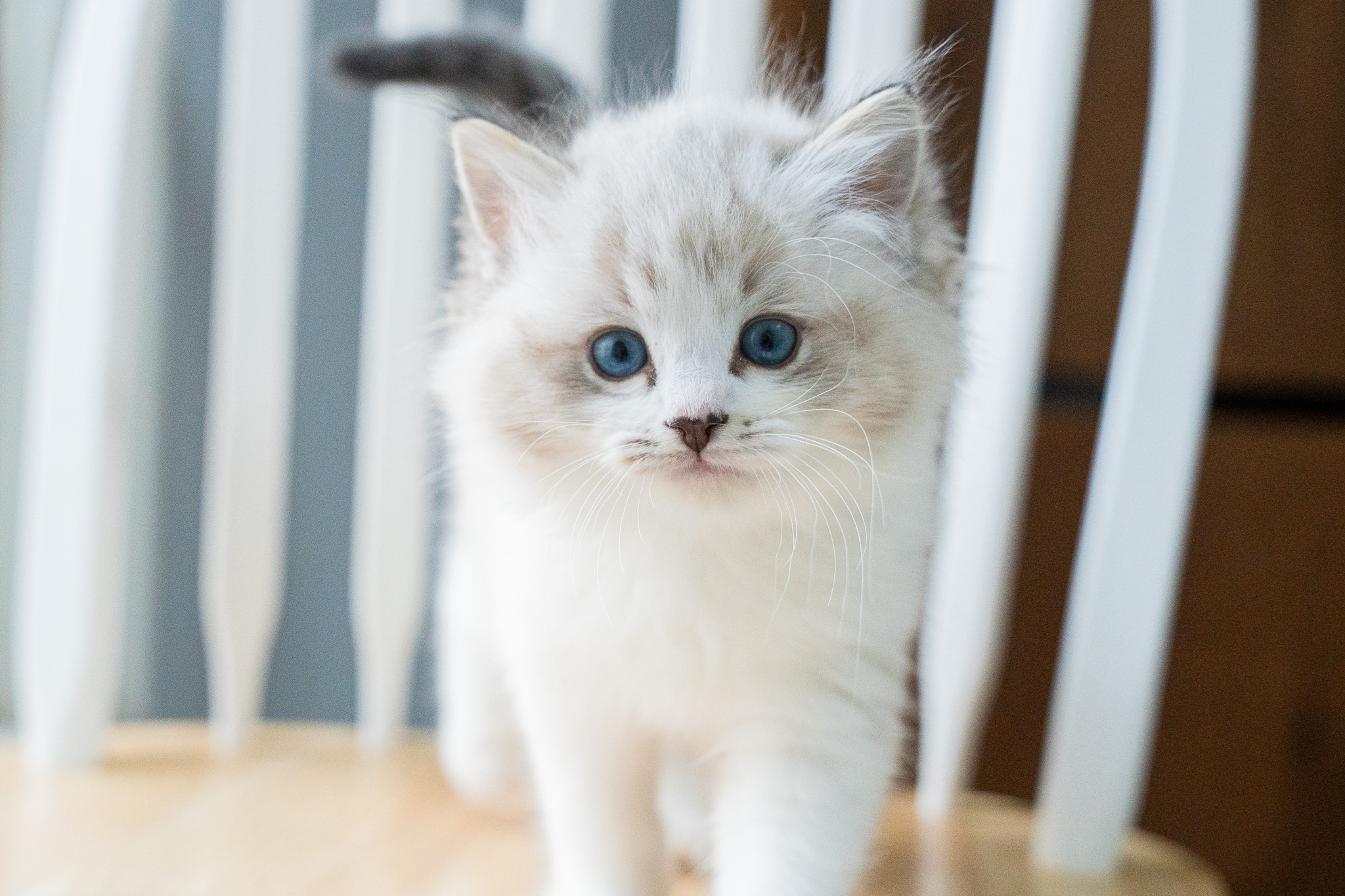 猫ブリーダーネコピアノのラグドール子猫