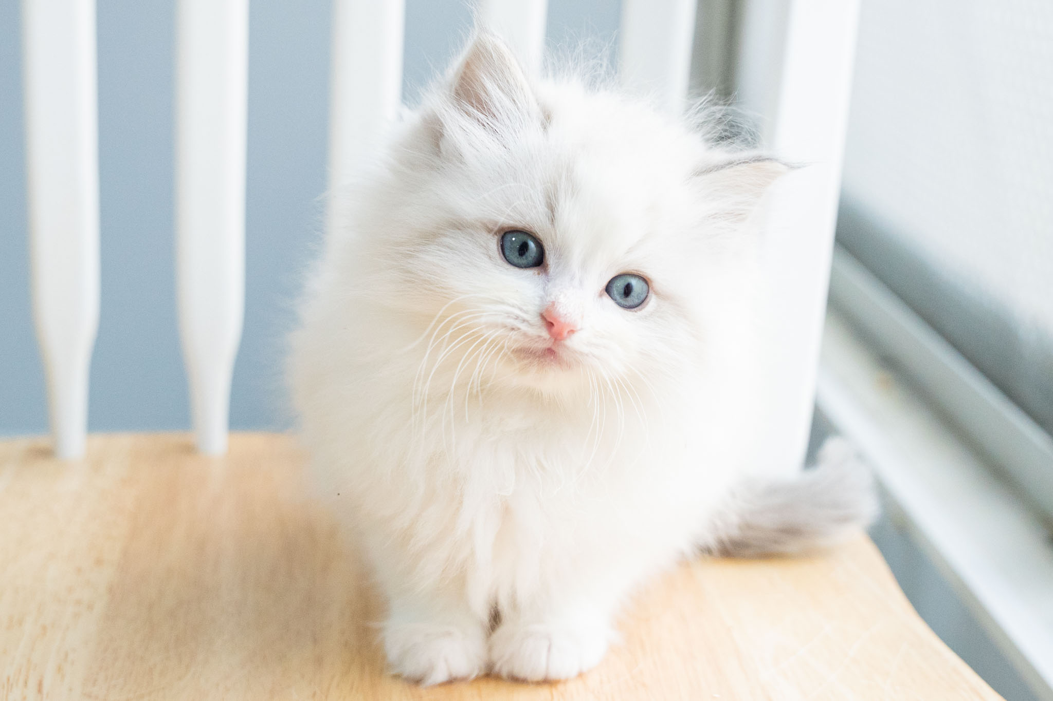 猫ブリーダーネコピアノのラグドール子猫