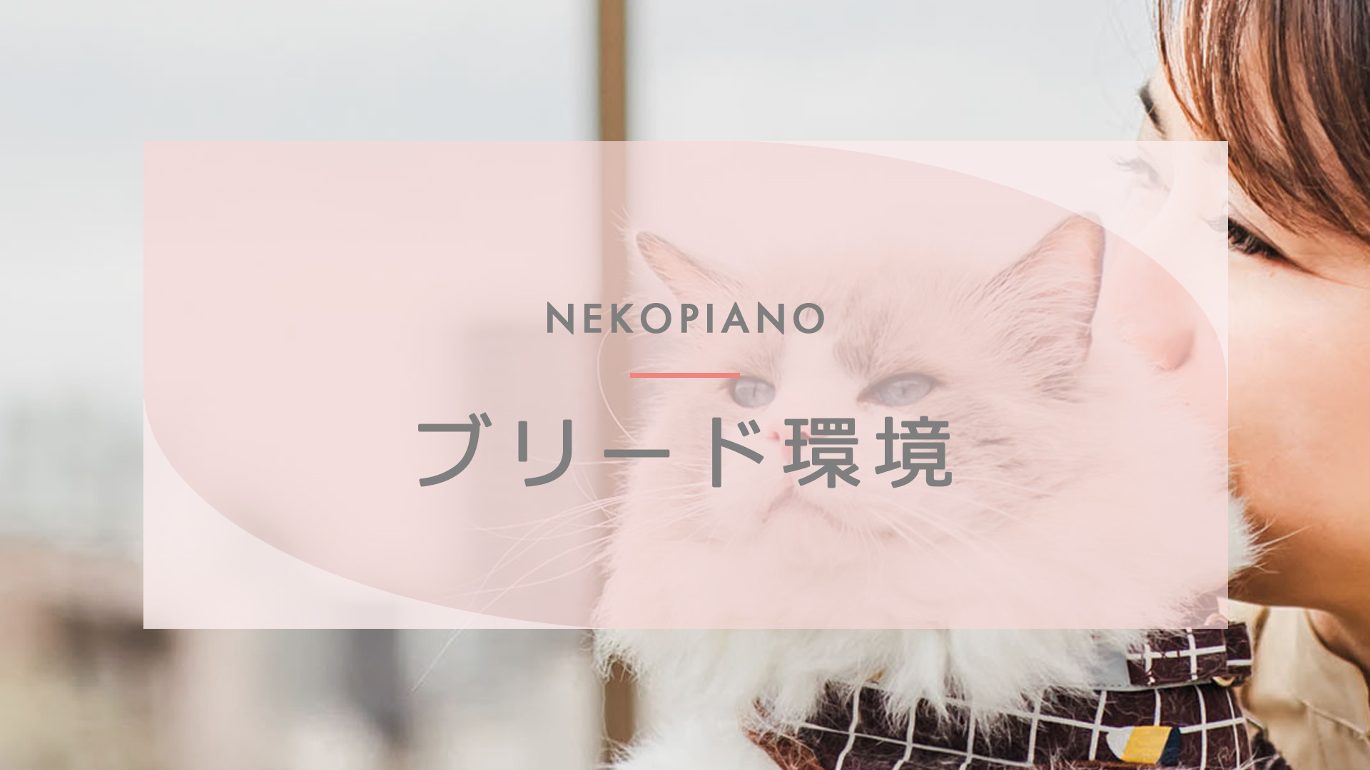 ラグドールブリード環境