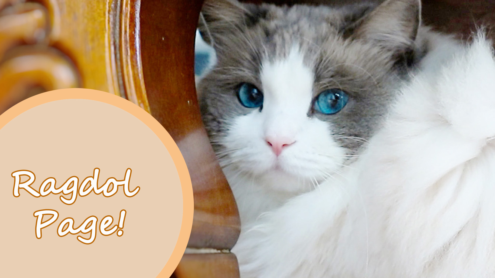 ラグドールブリーダーネコピアノのラグドール子猫情報