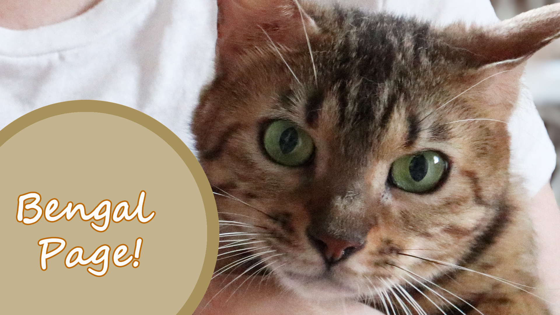 ラグドールブリーダーネコピアノのラグドール子猫情報