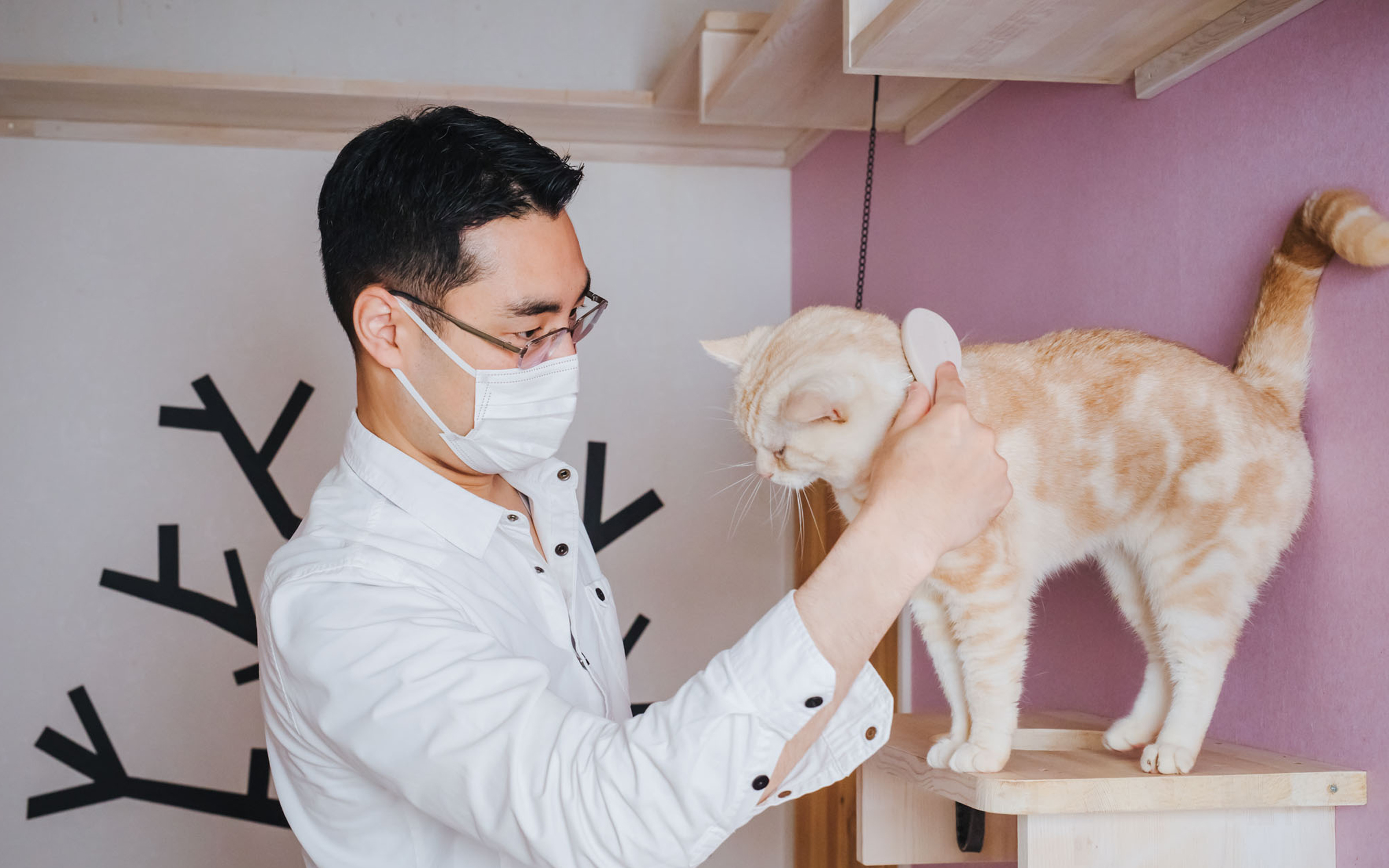 ラグドールのお手入れ