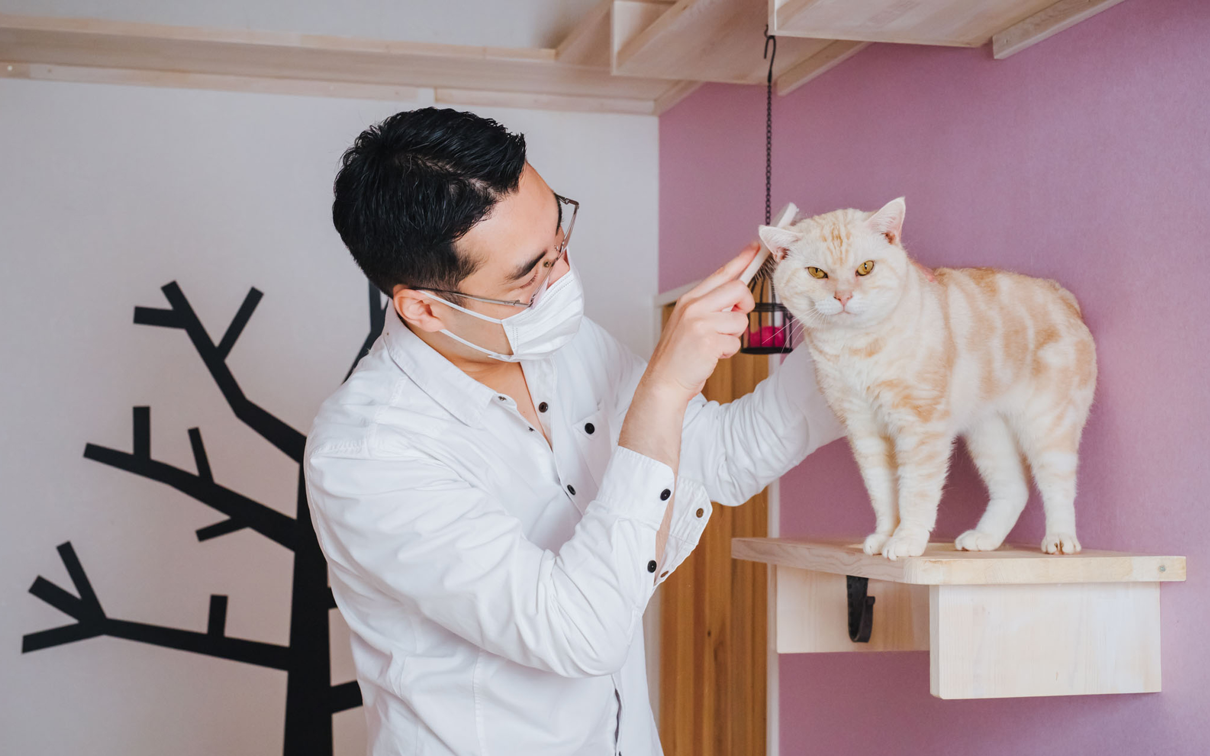 ラグドールブリーダー・ネコピアノ