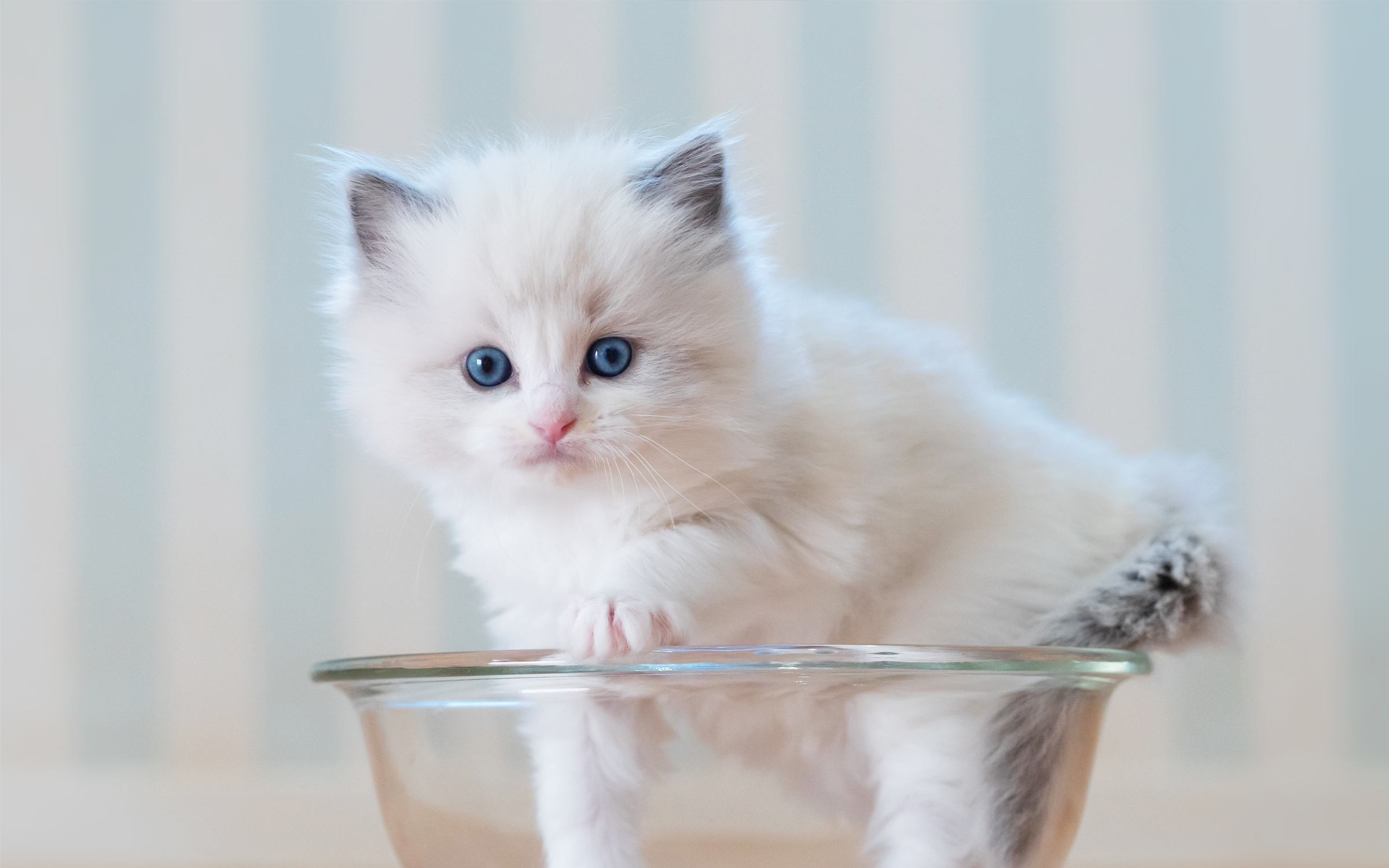 ご購入のながれ