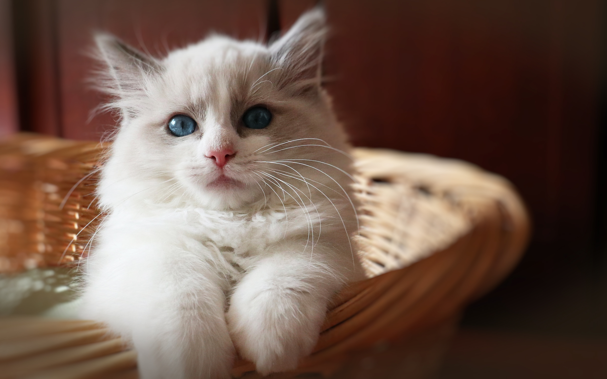 ご購入のながれ