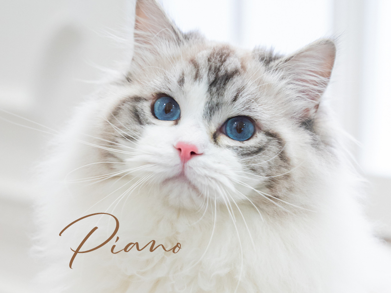 ラグドールブリーダーネコピアノのラグドール・ピアノ君