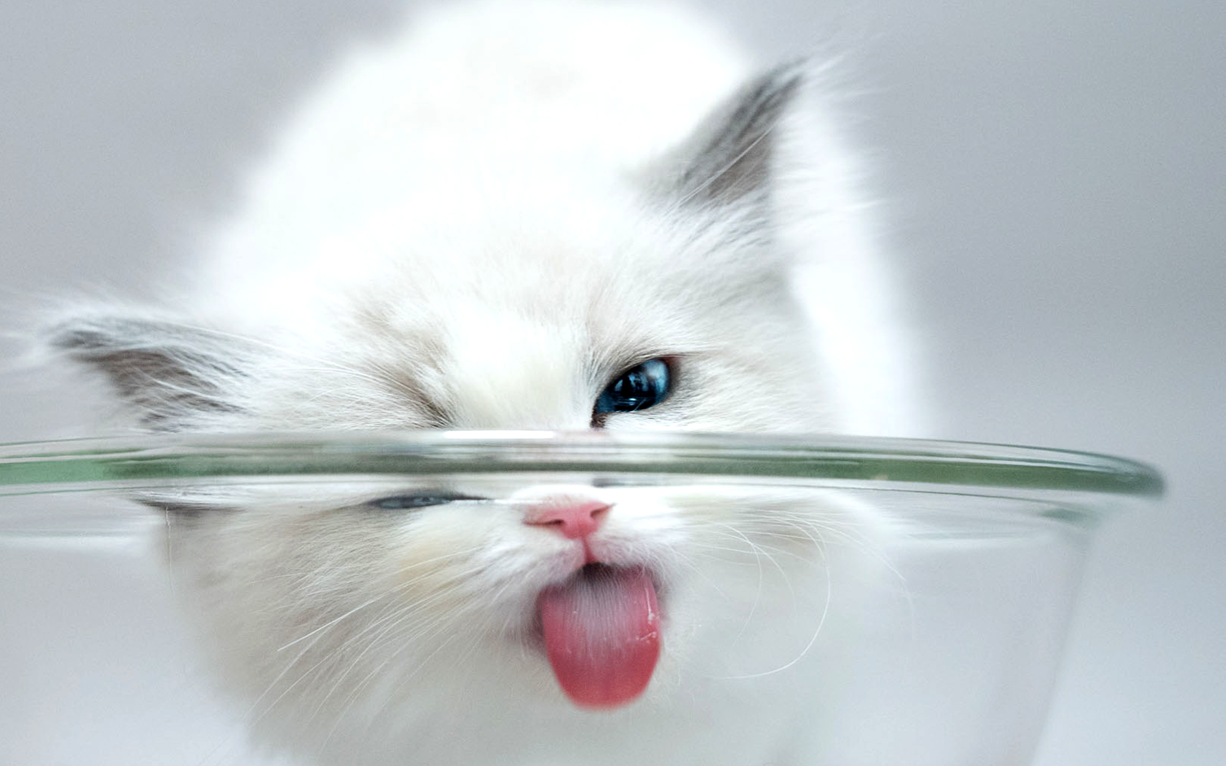 ラグドール子猫をご家族にお迎えするご案内