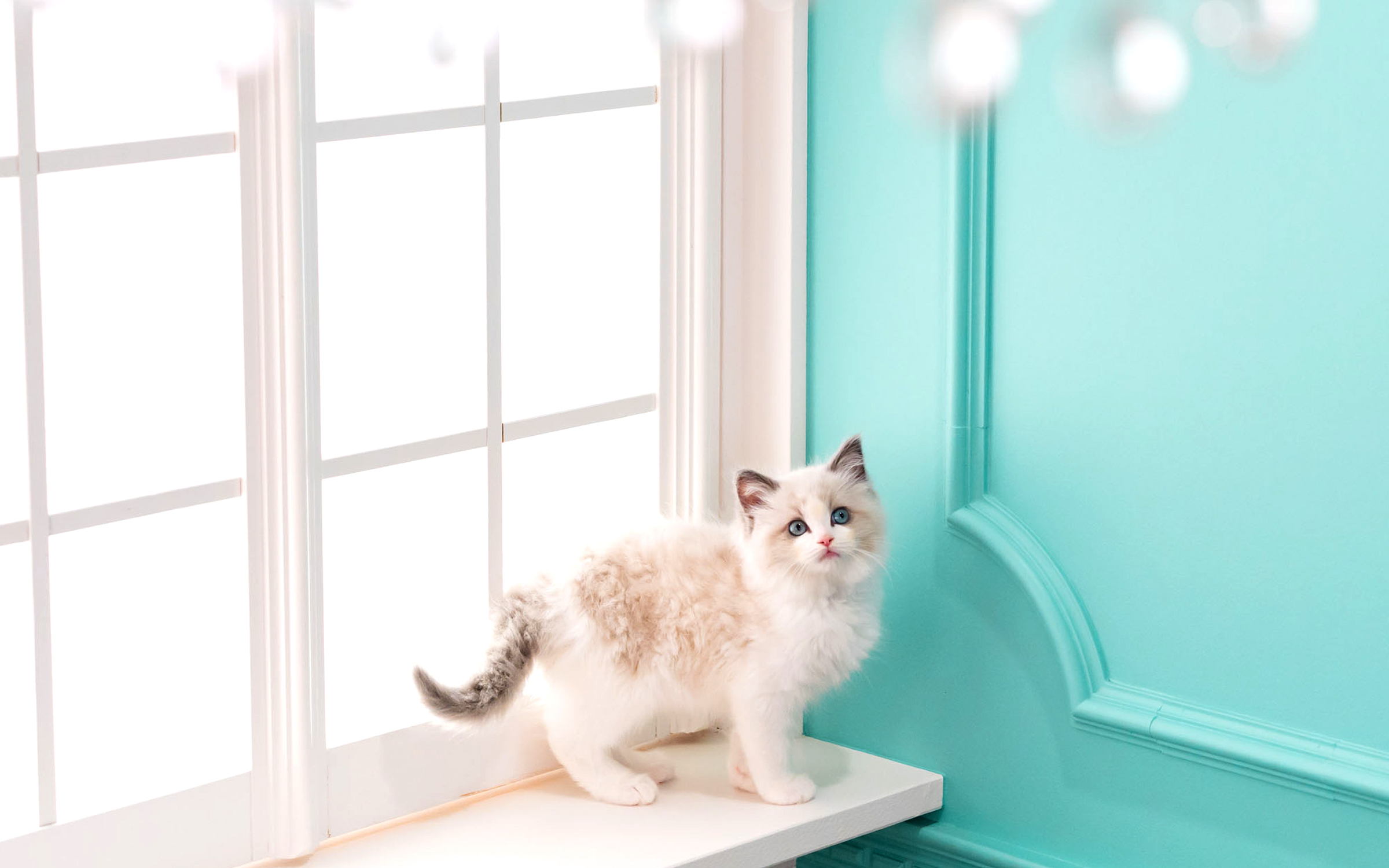 ラグドールは生涯一緒に暮らしたい猫